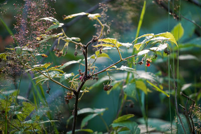 Close-up of plants