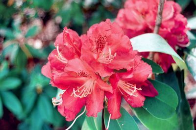 Close-up of raindrops on red flowering plant