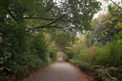 Road amidst trees in forest