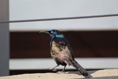 Close-up of bird perching on railing