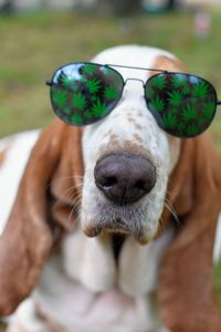 Close-up of dog wearing glasses 