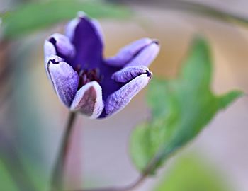 Close-up of purple flowering plant