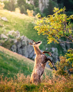 Side view of giraffe on field