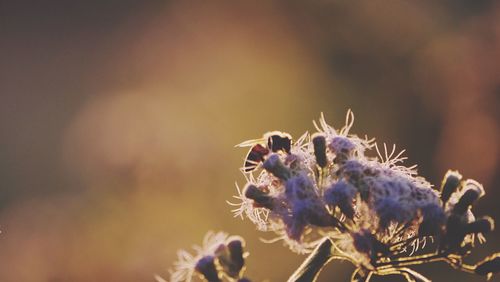 Close-up of purple flowers