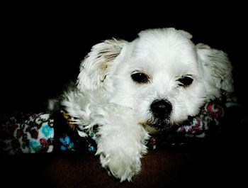 Close-up portrait of dog