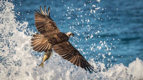 Close-up of eagle flying over sea against sky