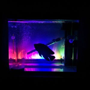 Close-up of fish swimming in aquarium