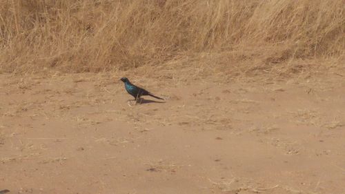 High angle view of bird perching on a field