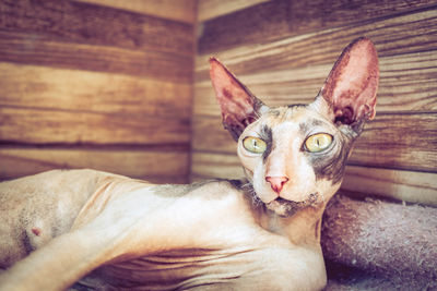 Close-up of cornish rex