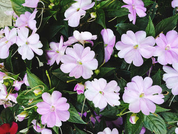 High angle view of purple flowering plant