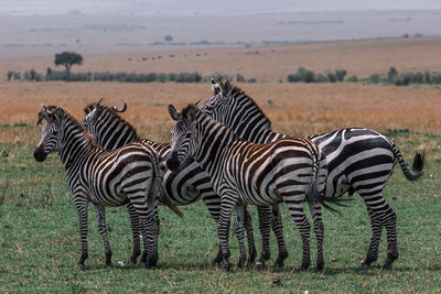 Zebras in a field