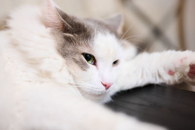 Close-up portrait of a cat