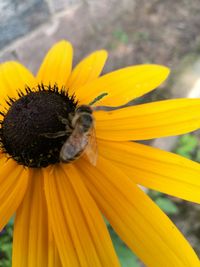 Close-up of bee pollinating on yellow flower