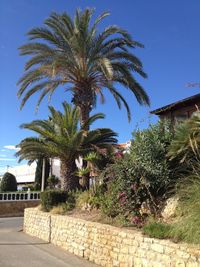 Palm trees against sky