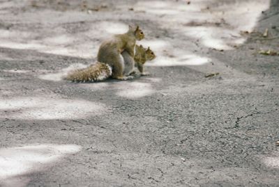 Side view of dead sitting on road