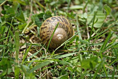 Close-up of snail on land