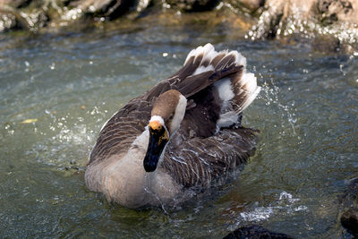 Close-up of swan swimming in lake