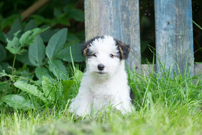 Close-up of dog on grass