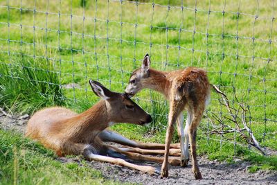 Deer in a field