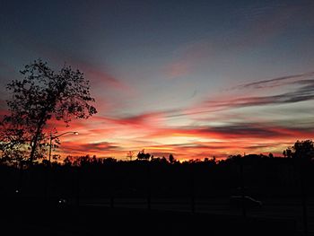 Silhouette of trees at sunset