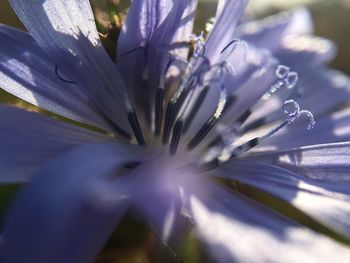 Close-up of white flower