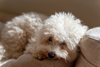 Close-up portrait of a dog resting