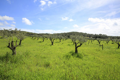 Scenic view of field against sky