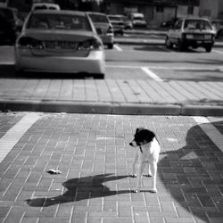 Dog standing on sidewalk