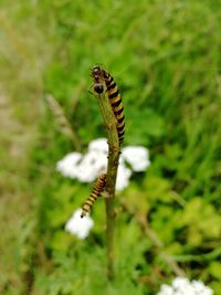 Close-up of insect on flower