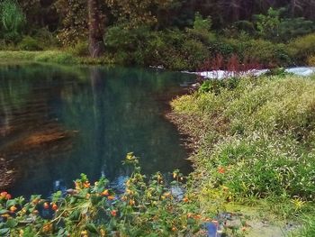 Scenic view of lake in forest