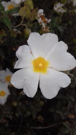 Close-up of flower blooming outdoors