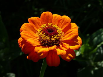 Close-up of orange flower