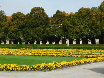 Yellow flowers in park
