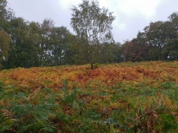 Trees on field against sky during autumn