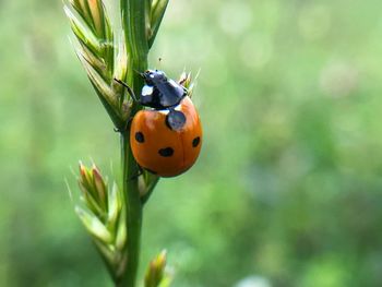 Close-up of ladybug on plant