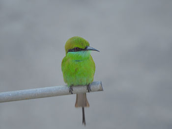 Bird perching on tree