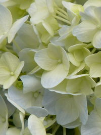 Full frame shot of fresh white hydrangeas