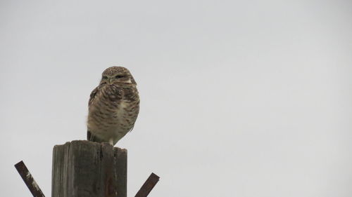 Bird perching on wooden post against clear sky