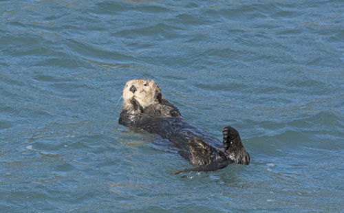 Sea otter relaxing in the water of kenai fjords national park in alaska