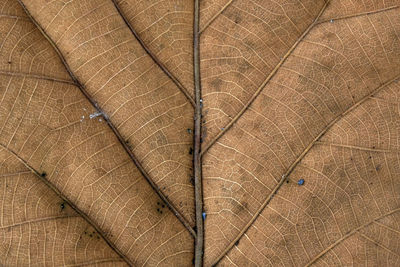 Full frame shot of cracked leaf