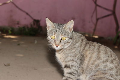 Close-up portrait of tabby cat