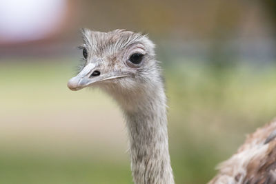 Close-up of ostrich against blurred background