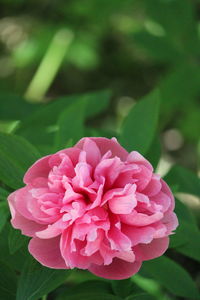 Close-up of pink flower blooming outdoors