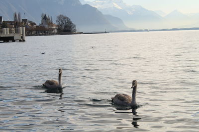 Flock of birds swimming in lake