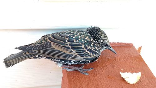 Close-up of bird perching on floor