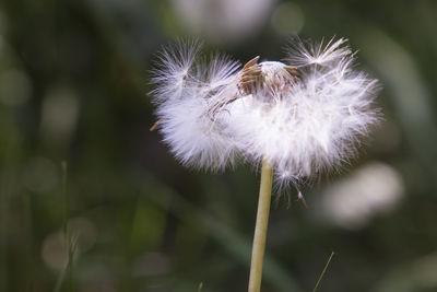 Close-up of dandelion flower