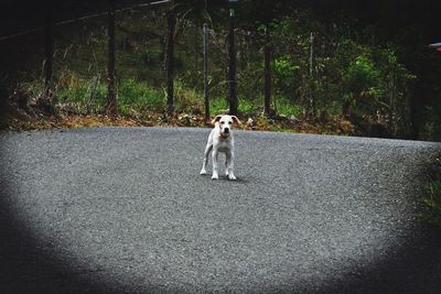 Dog on road