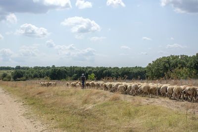 View of sheep on field against sky