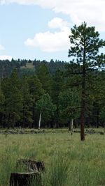 Trees in forest against sky