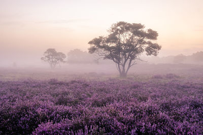 Trees on field against sky during foggy weather